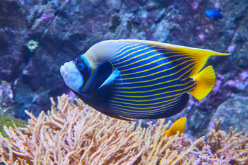Beautiful emperor angelfish in reef, (Pomacanthus imperator).