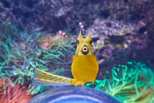 Curious cow trunkfish in the reef, (Lactoria cornuta).