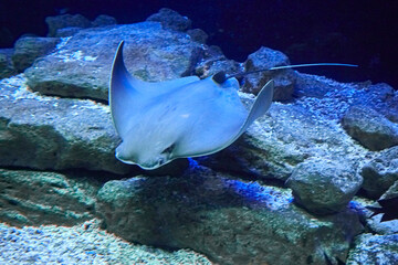 Great Oman cow-nosed ray,(Rhinoptera jayakari)
