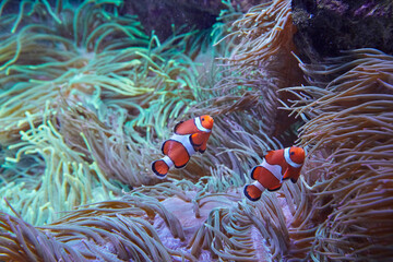 Funny anemone fish swim among the sea anemones.