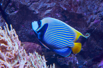 Naklejka na ściany i meble Beautiful emperor angelfish in reef, (Pomacanthus imperator).