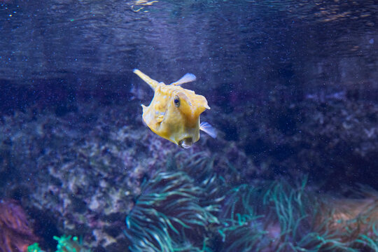 Cow-Fish Bilder – Durchsuchen 43 Archivfotos, Vektorgrafiken und Videos ...