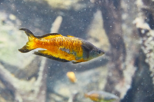 Beautiful Rainbowfish In The Aquarium.