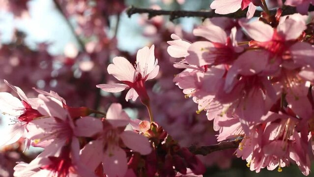 Spring tree with pink flowers. Spring border or background art with pink blossom. Beautiful nature scene with blossoming tree and sunlight. 