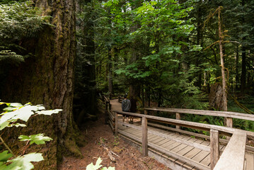 nature sceneries inside cathedral grove, vancouver island, british columbia, canada,