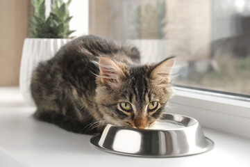 Cat Sits on a Windowsill, Licking Milk from Steel Bowl. Close up. Little Tabby Kitten Eating at...