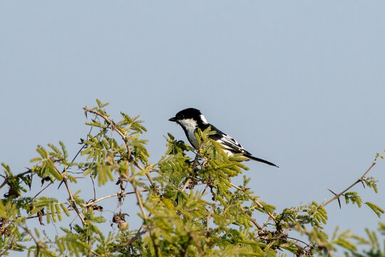 White-naped tit or Machlolophus nuchalis observed in Greater Rann of Kutch India