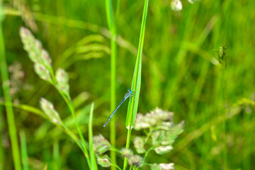 Blue dragonfly in nature