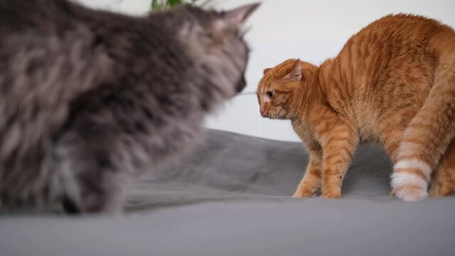 The two cats are unhappily communicating and fighting. The red and gray cat hiss and raise their fur when they talk