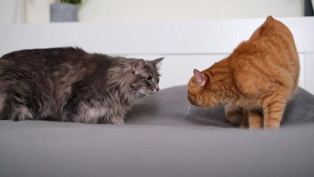 The two cats are unhappily communicating and fighting. The red and gray cat hiss and raise their fur when they talk