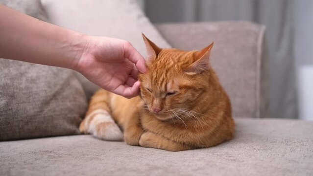 A beautiful red cat lies in a cozy room on the couch