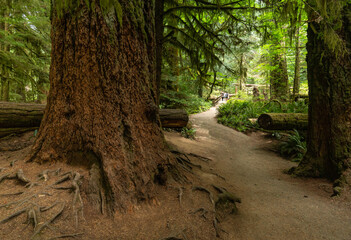 Obraz premium nature sceneries inside cathedral grove, vancouver island, british columbia, canada,