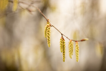 Hainbuche im Frühling. 