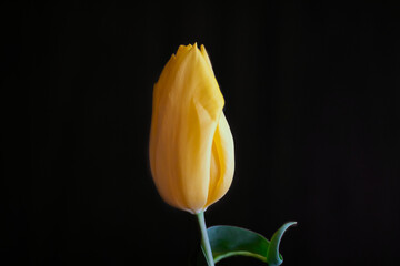 yellow tulip bud 黄色いチューリップのつぼみ　と黒い壁
