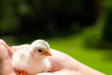 guinea fowl cub in a woman's hand