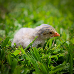 guinea fowl cub in a grass