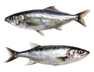 Two fresh sardines isolated on transparent PNG background. Created with Generative AI. - obrazy, fototapety, plakaty