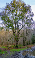 Large oak tree covered with mosses

