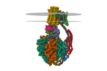 Bovine mitochondrial ATP synthase, 3D Gaussian surface model isolated, chain id color scheme, putative membrane shown, PDB 5ara