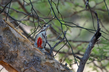 Yellow-crowned woodpecker or Leiopicus mahrattensis observed in Rann of Kutch