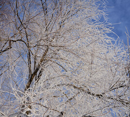 Fototapeta na wymiar tree with branches covered with frost with blue sky on the background