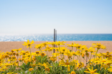 Yellow daisies with a beach in the background. 