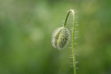 Poppy bud on a green de-focused background.