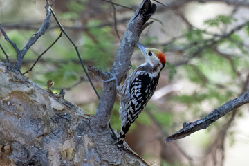 Yellow-crowned woodpecker or Leiopicus mahrattensis observed in Rann of Kutch