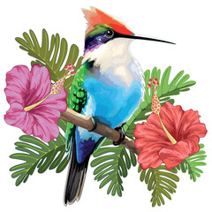Hummingbird resting and Hibiscuses Watercolor Style Vector illustration isolated on white 