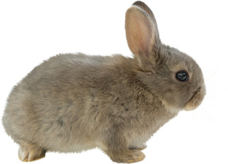 Naklejka premium Close-up of brown Easter bunny