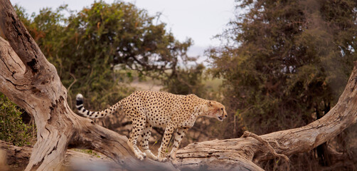 Africa © Mirek