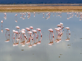 Fototapeta premium africa