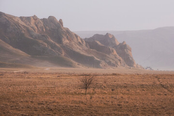 Fototapeta premium Lonely tree in desert mountains