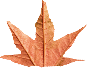 Close-up of brown autumnal leaf