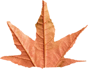 Deurstickers Close-up of brown autumnal leaf © vectorfusionart