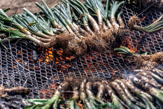 Asando cal&ccedil;ots en parrillas al aire libre, Variedad de cebollas tiernas t&iacute;pica de Catalu&ntilde;a, Espa&ntilde;a.