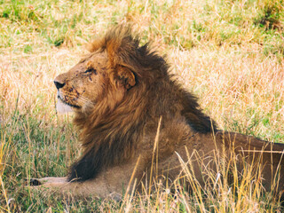 Naklejka premium Africa