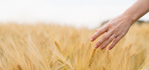 Woman farmer touches the ears of wheat on an agricultural field	