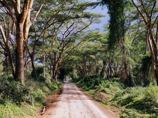 Fototapeta premium Africa