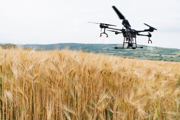 Drone sprayer flies over the wheat field. Smart farming and precision agriculture	