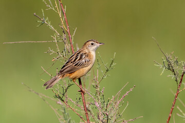 Zitting cisticola or Cisticola juncidis observed in Greater Rann of Kutch, India