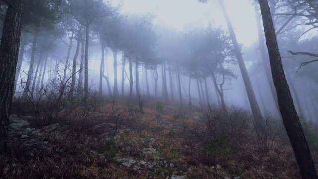 mystical pine forest on the mountainside in a misty haze is very beautiful and atmospheric