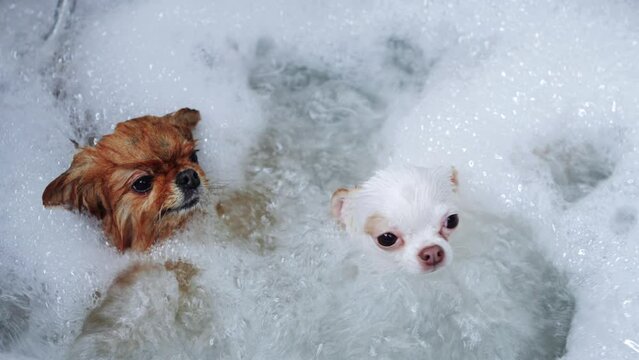 Two dogs take a spa. A chihuahua and a spitz are taking a bubble bath.