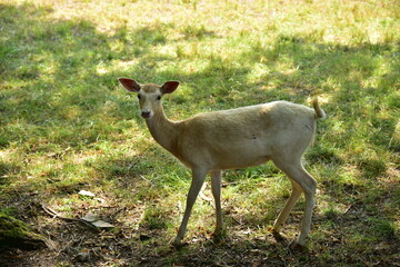 Deer park Castolovice  Doe hind