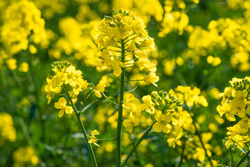 Close-up of gorgeous yellow blooming rapeseed in Wiesbaden-Frauenstein/Germany in the Rheingau