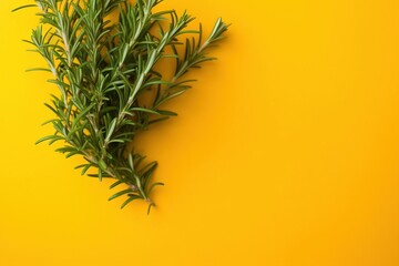 Fototapeta na wymiar a sprig of rosemary on a yellow background with space for text or image, top view, flat lay on a yellow surface. generative ai