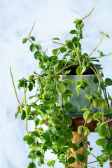 house plants arrangement