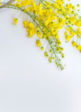 Vishu Kani konna Poov, beautiful yellow flower isolated on white background