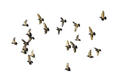silhouettes of people dancing birds flying in the flock transparent PNG background pigeon flying in the sky pigeon flying in flock