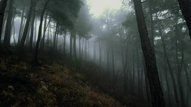 mystical pine forest on the mountainside in a misty haze is very beautiful and atmospheric